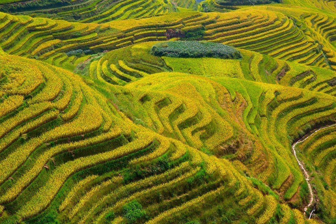 Agricultural Transformations in China and its Global Trade Implications ...